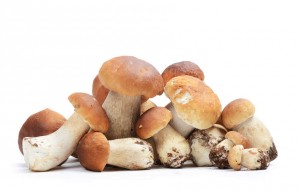 Funghi porcini